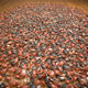 Ai Weiwei, River Crabs.